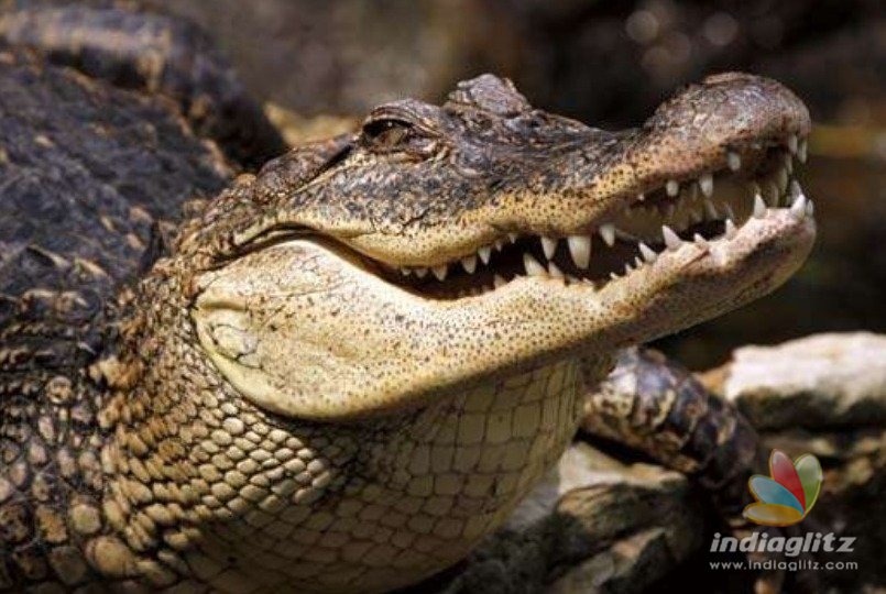 Heroic! Boy uses bamboo stick to save uncle from crocodile!
