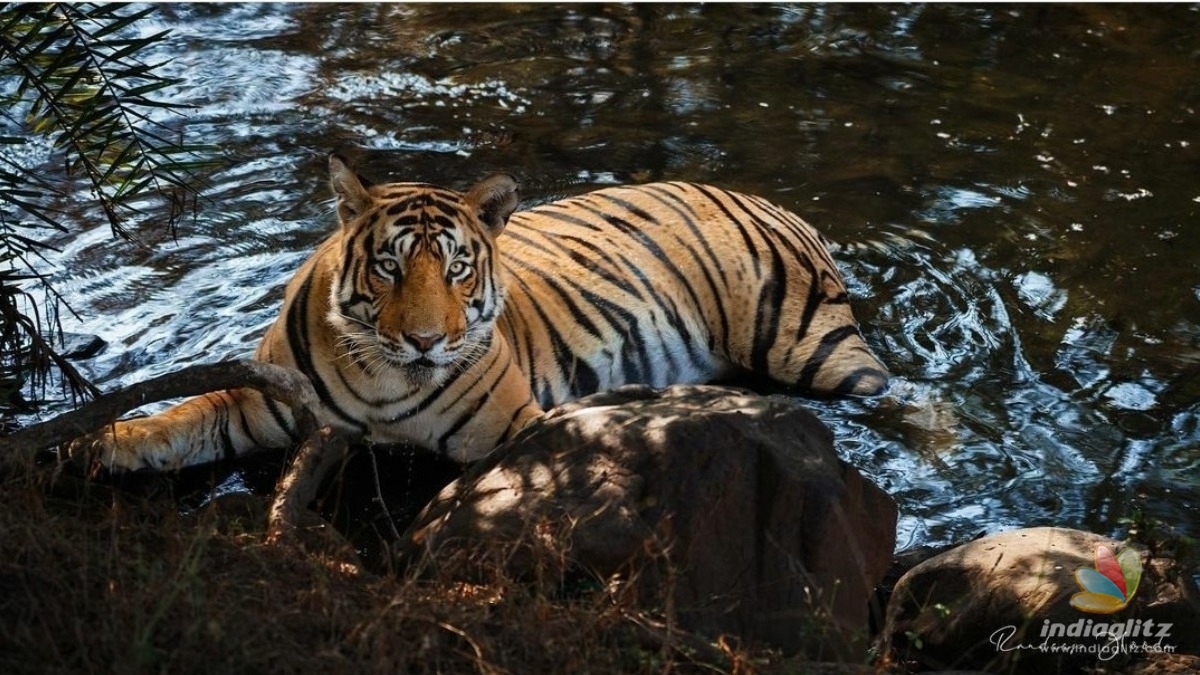 Check out Randeep Hoodas amazing wildlife photography skills