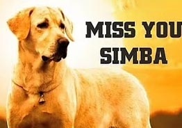 Bangalore Days fame dog Simba passed away