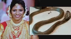 evidence collection snakebite death kerala