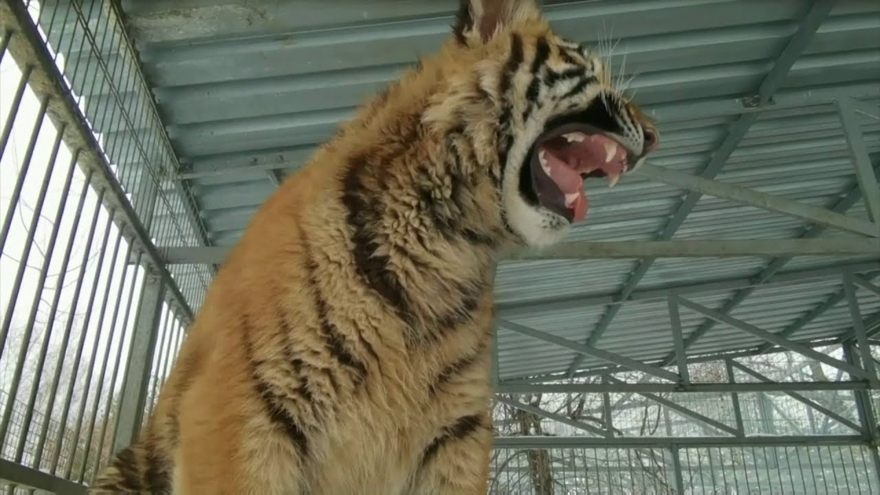 singing tiger 