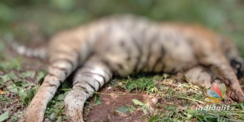 Another Tiger found dead in Kerala