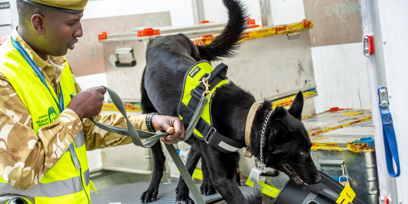  COVID-19: Sniffer Dogs trained to detect Coronavirus!