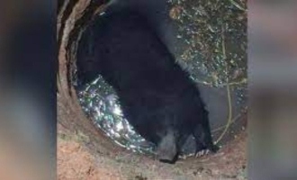 Panic is Kerala after a bear gets trapped in a well 