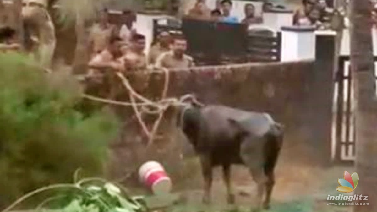 Cattle transporter brutally killed by a Buffalo
