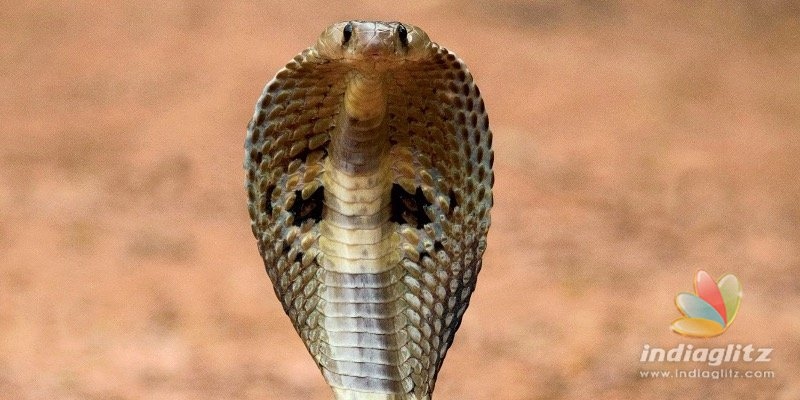 Woman finds live cobra in fridge
