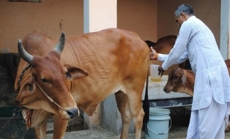 Cow urine unfit for humans says new research