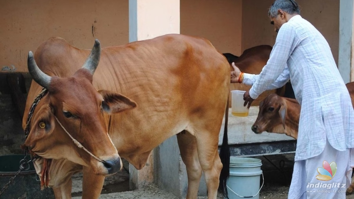 Cow urine unfit for humans, says new research