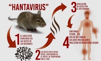 Is Hantavirus more dangerous than Coronavirus? - All you need to know