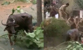 Cattle transporter brutally killed by a Buffalo in kasaragod kerala