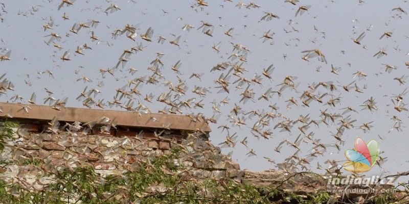 Locust attack:  an important warning for Kerala