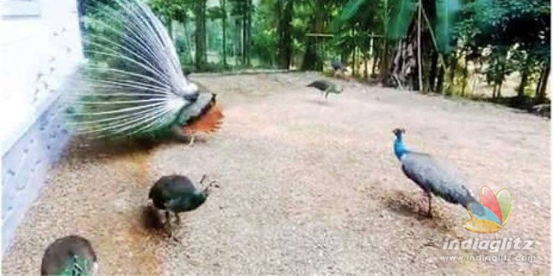 Peacock flock turns regular visitors at a newly built house
