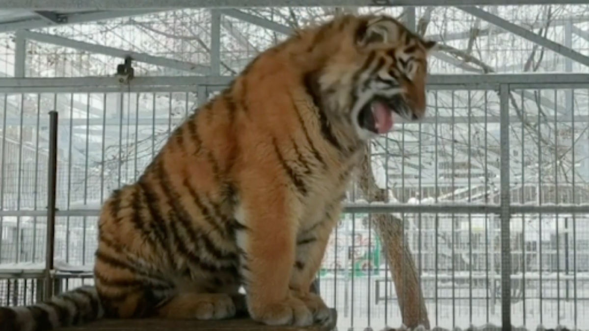 This singing Tiger from Russia is winning the internet