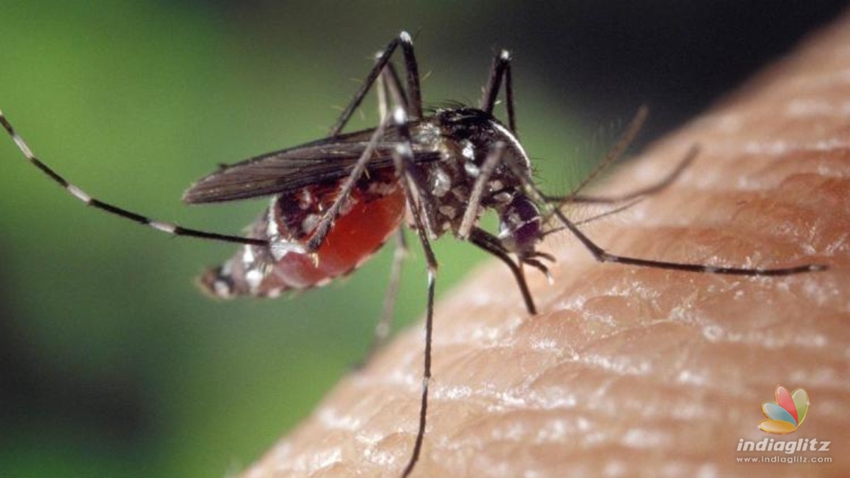 Zika virus infection confirmed in Kerala 