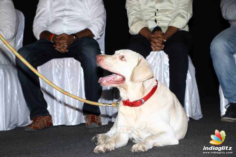 Events Gurkha Movie Audio Launch Movie Launch And Press Meet Photos Images Gallery Clips And Actors Actress Stills Indiaglitz Com Here are 30 of the best doggies in showbiz in no particular order. events gurkha movie audio launch