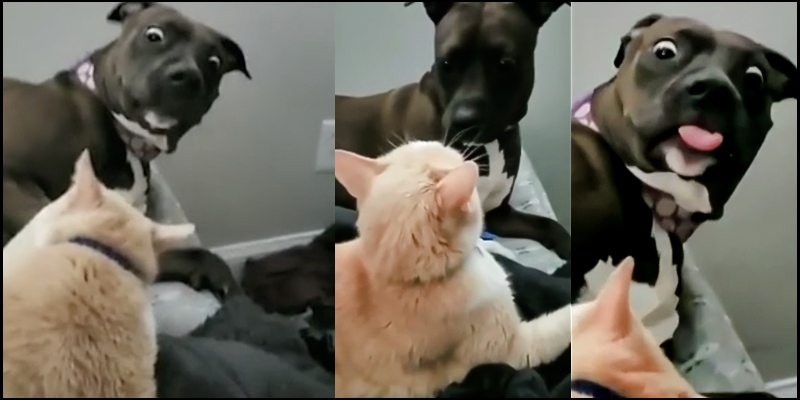 Latest Meme Content Video Shows Dog S Epic Reaction To Cat Tamil News Indiaglitz Com