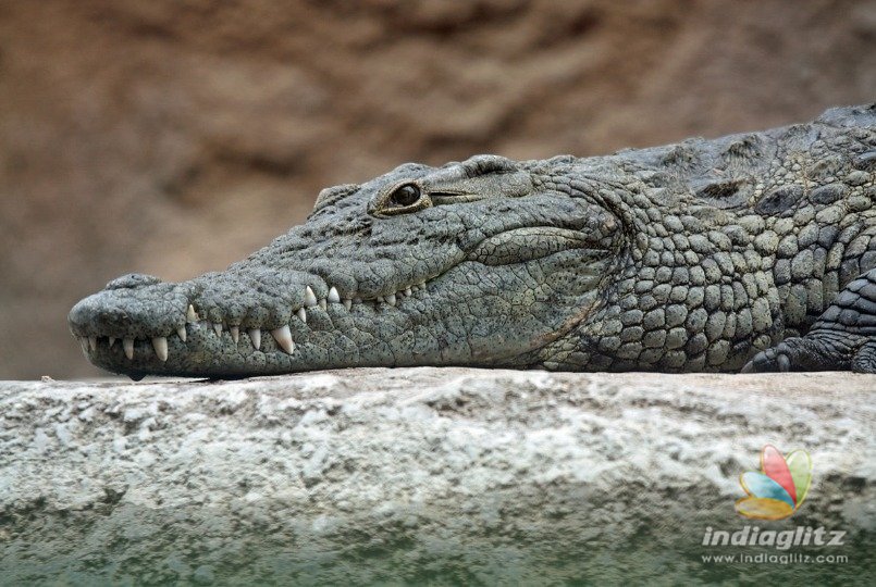 Crocodile chomps off pet dog as owner watches in horror