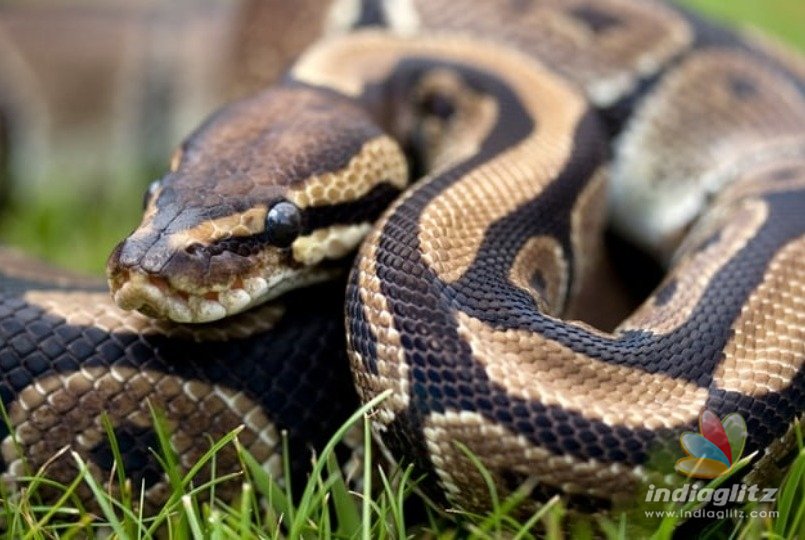 Missing woman found dead inside monster pythons belly