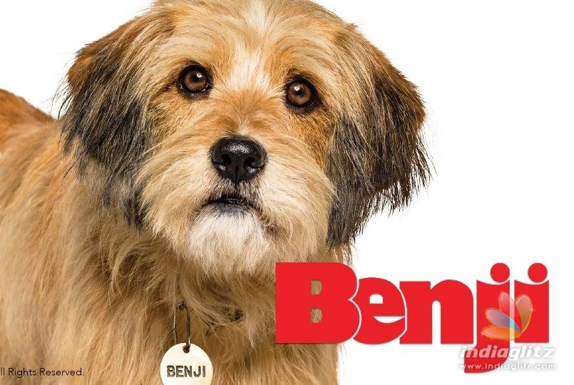 The Endearing Netflix reboot  Benji trailer is here 