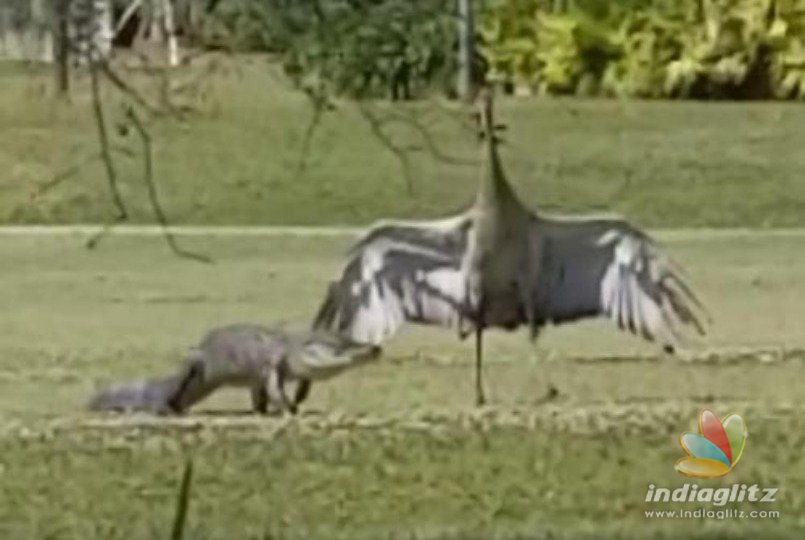Watch video: Crane protects its family from alligator