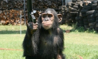 This film gets a cast addition in the form of a chimpanzee !
