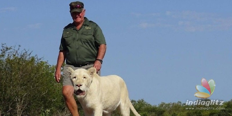 Man gets killed by lion he had grown since childhood!