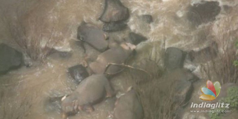 Tragic! Six elephants fall to death trying to save each other