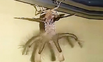 Alien-Like Creature Spotted! This Creepy Crawly Lives Up to its Name…