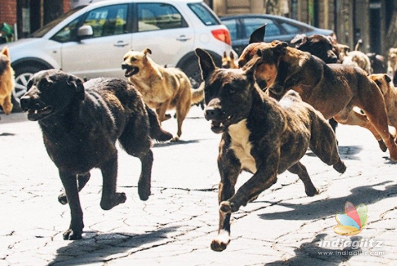 Woman attacked and killed by seven dogs