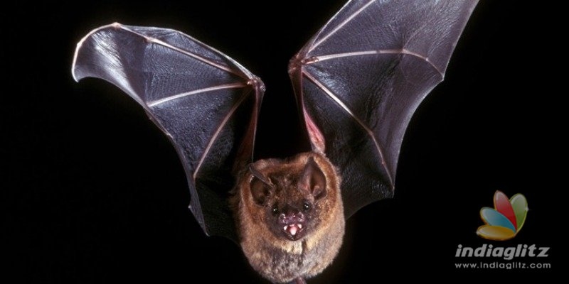 Shocking! Bats test positive for coronavirus in three states including Tamil Nadu