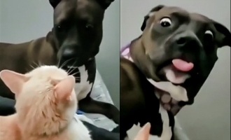 Latest Meme Content! Video Shows Dog's Epic Reaction to Cat