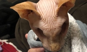 Pictures of hairless cat with no eyes surface online; Owner reveals tragic story