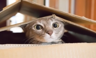 Utah couple lost cat found in amazon box