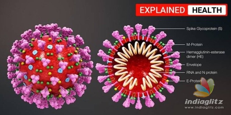 கொரோனா வைரஸ் ஹேர்பின் வடிவத்துக்கு மாறுகிறதா??? சுவாரசியம் நிறைந்த ஆய்வுத் தகவல்!!!
