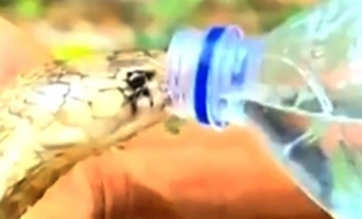 Unbelievable Video! Forest Officer Feeds Cobra Water…