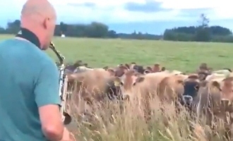 Viral Video! Man Wows Cows with His Music