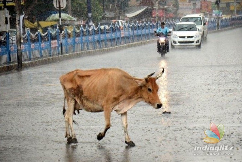 FIR against man killed because of cows!