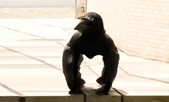 Creepy 'Gorilla Crow' is the Latest Internet Sensation