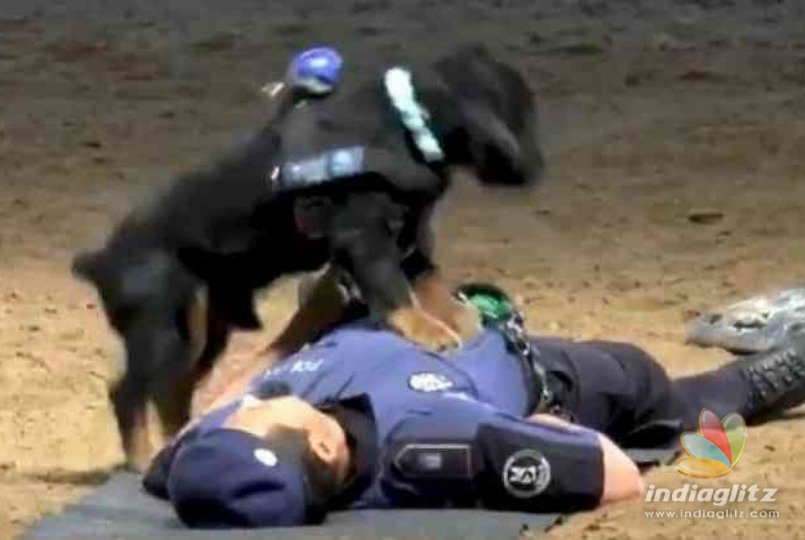 Video: Watch amazing dog giving CPR to save life!