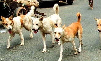 Heartbreaking! Almost Hundred Dogs Poisoned in Telangana