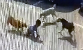 Child dies after being attacked by stray dogs - Weak hearted should keep away from the viral CCTV video