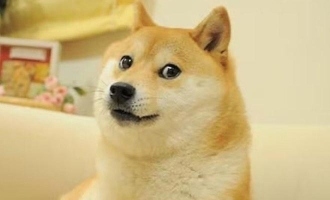 Internet Icon Kabosu, the Doge Meme Shiba Inu, Passes Away at 18