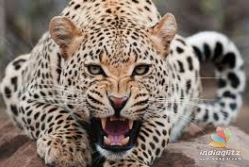 Leopard snatches, kills and eats three year old baby