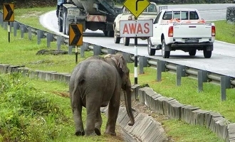 Elephant herd causes highway havoc in malayasia