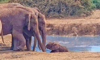 Heartwarming Rescue: Elephant Herd Unites to Save Struggling Calf