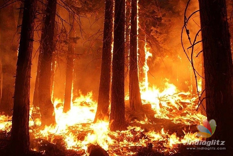 Kurangani forest fire leaves 10 dead; 8 are seriously injured