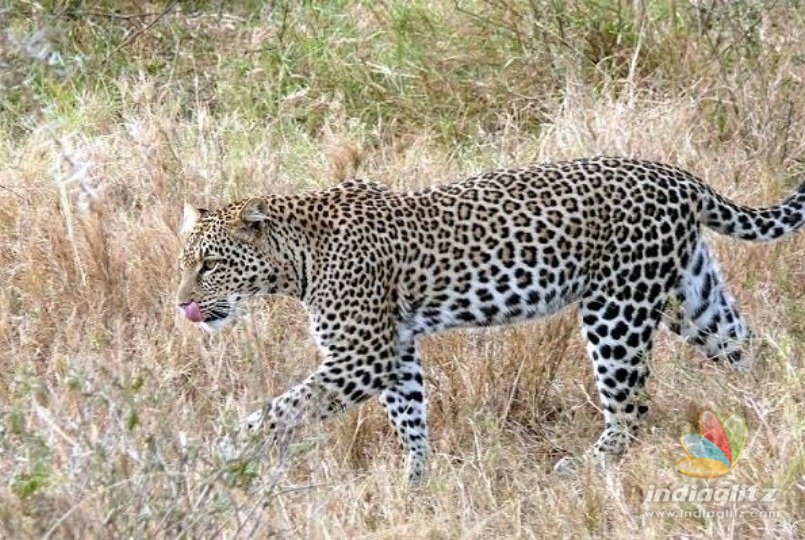 Leopard attacks woman causing serious injuries near Valparai