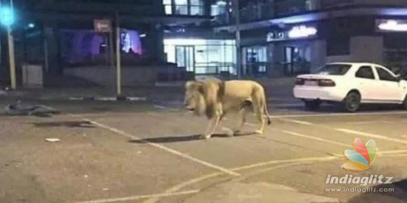 Lions let loose in city to keep people inside houses to prevent coronavirus?