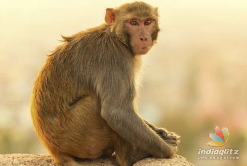 Shocking! Monkey snatches baby and drops it in well