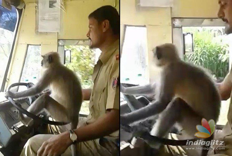 Bus driver allows monkey to drive putting passengers lives in danger